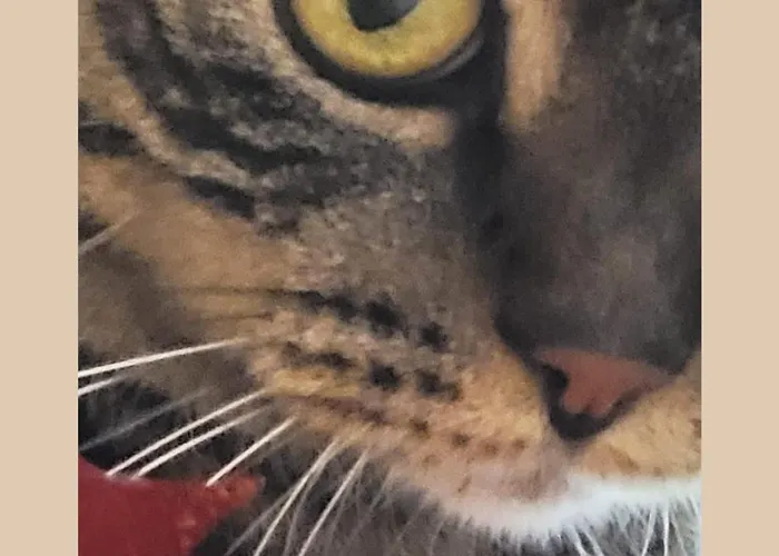 Plug Inn Montmartre By Hiphophostels